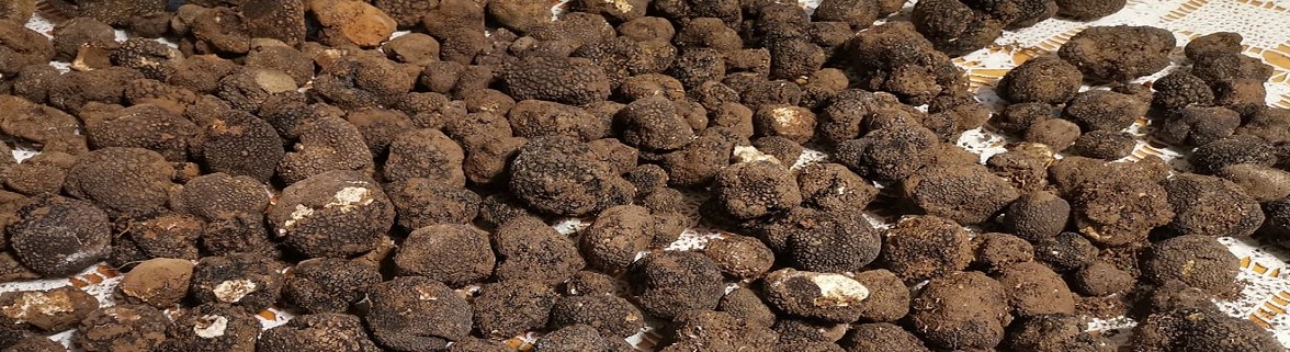 truffle.jpg